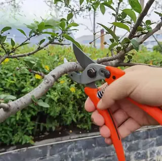 Sharp Bypass Pruning Shears