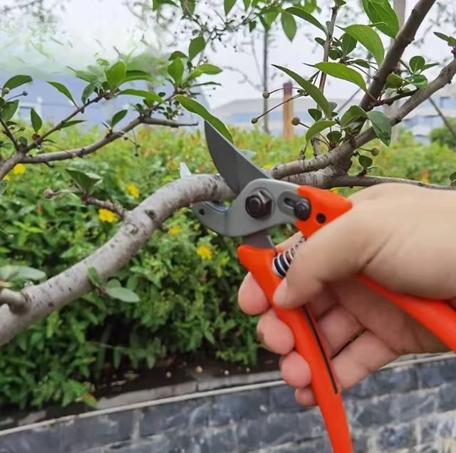 Sharp Bypass Pruning Shears